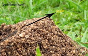 جهتیابی خانه مورچه ها