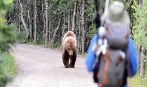 کوهنوردی در مناطقی که خرس وجود دارد !