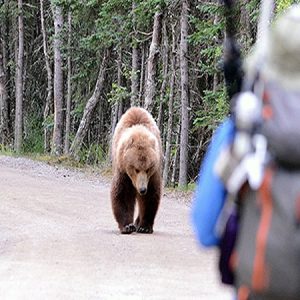 کوهنوردی در مناطقی که خرس وجود دارد !