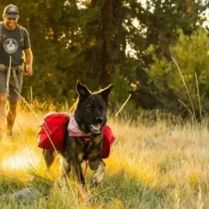 کوهنوردی با سگ ها در طبیعت