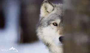 چگونه در طبیعت از حمله گرگ نجات پیدا کنیم؟