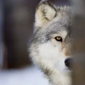 چگونه در طبیعت از حمله گرگ نجات پیدا کنیم؟