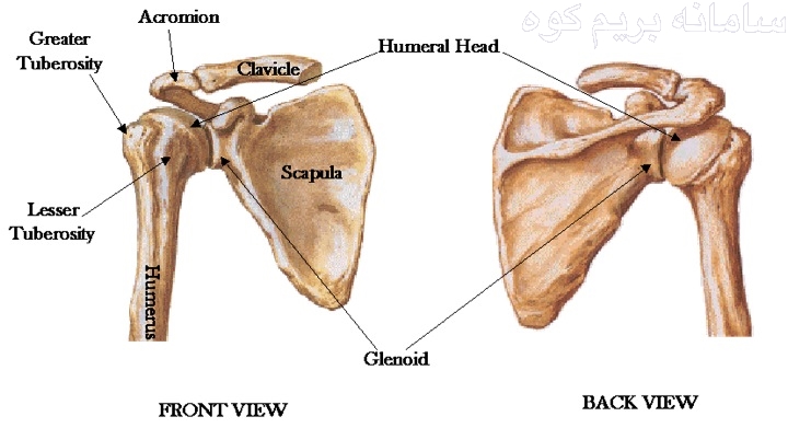 شانه و مفاصل پیوسته به آن از سه بخش اصلی تشکیل شده اند : استخوان بازو ، کتف ( با نام تیغه شانه نیز شناخته می شود ) و ترقوه .