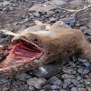 گروه های کوهنوردی از ورود به منطقه طالقان اجتناب کنند